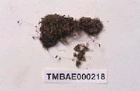 藏品(葫蘆苔)的圖片